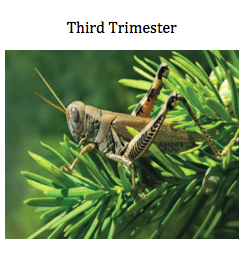 insect and plant image